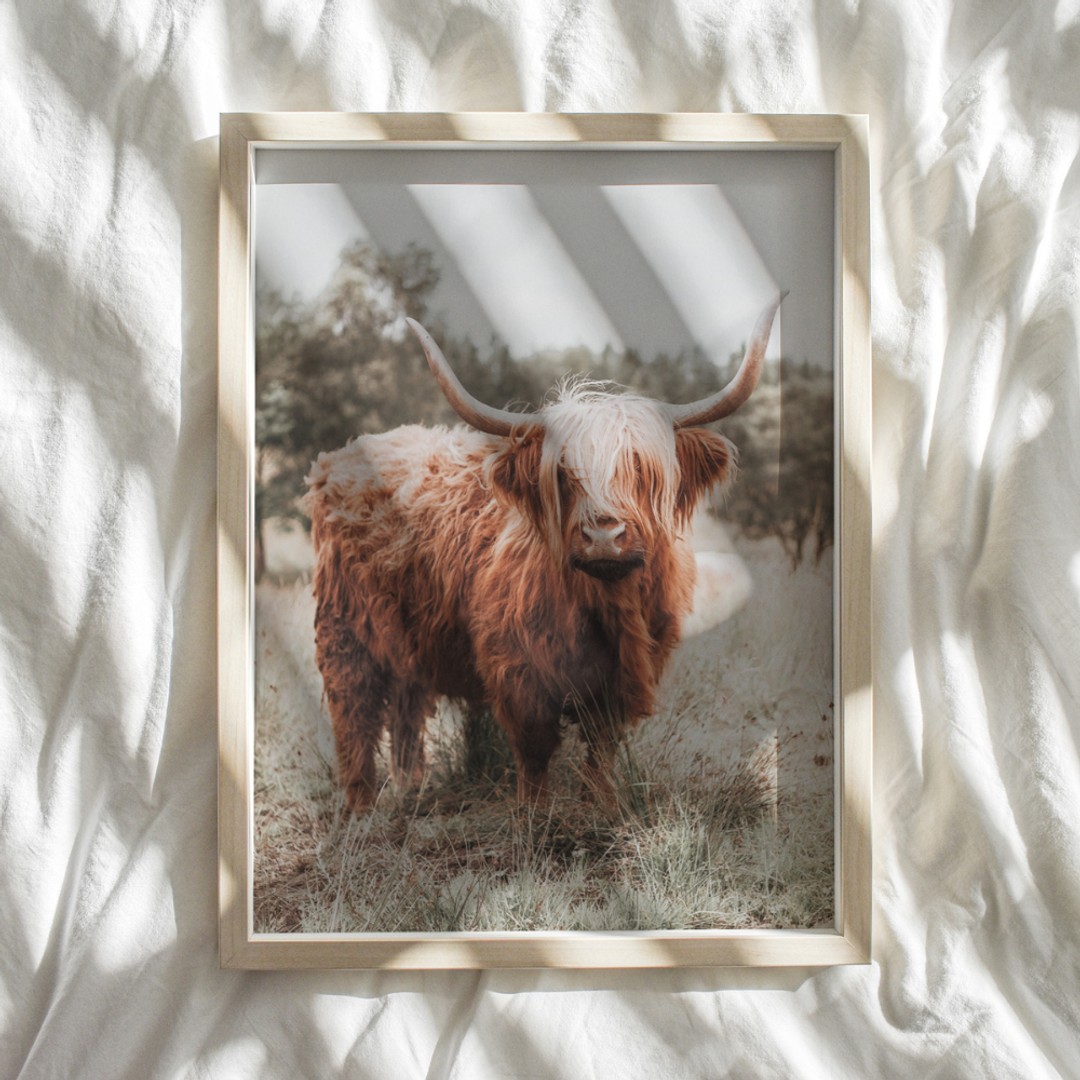 Lapin + Wolf Highland Cow | Photography Art Print
