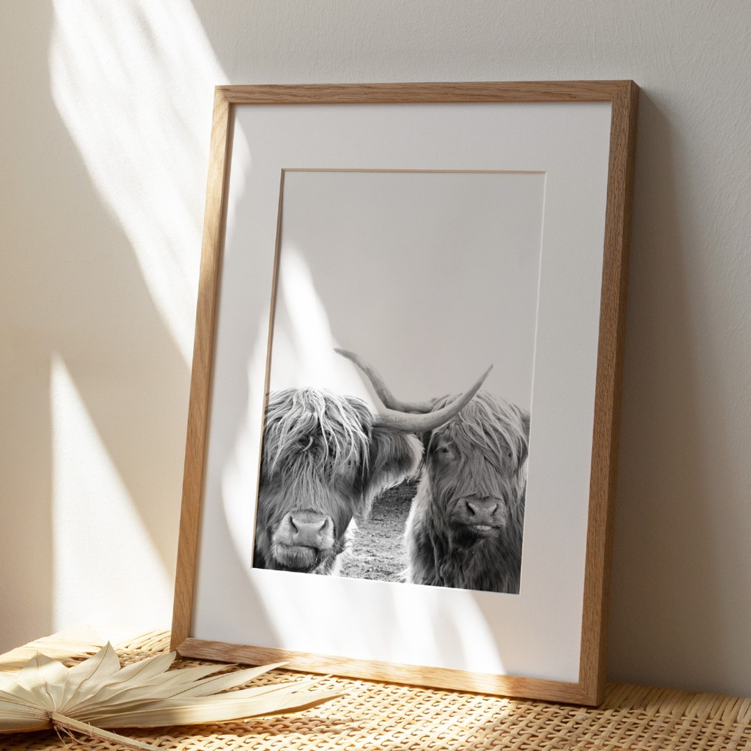 Lapin + Wolf | Highland Cow Duo | Photography Art Print | UNFRAMED