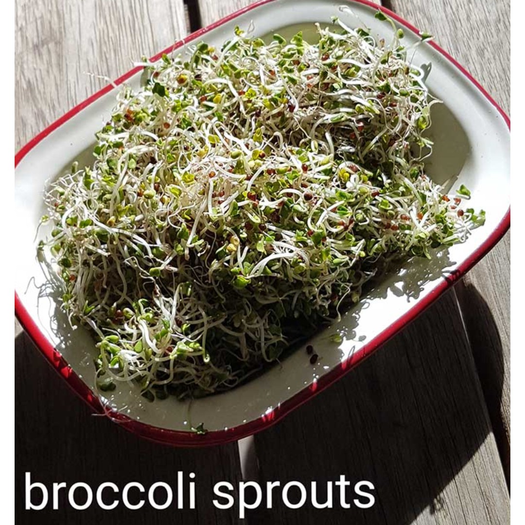 Goodlife - Sprouting Seeds - Broccoli 100grm, , hi-res