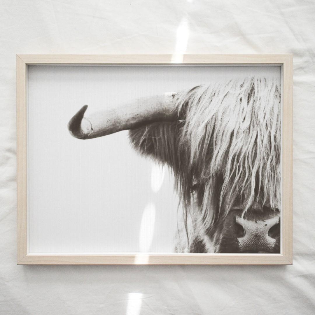 Lapin + Wolf | Highland Cow - Black & White | Photography Art Print | UNFRAMED