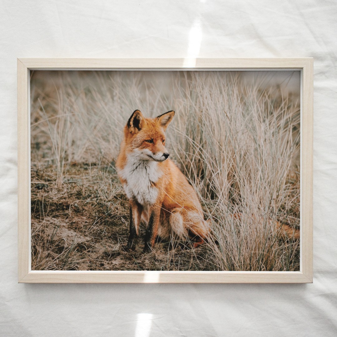 Lapin + Wolf Fox in the Field | Photography Art Print