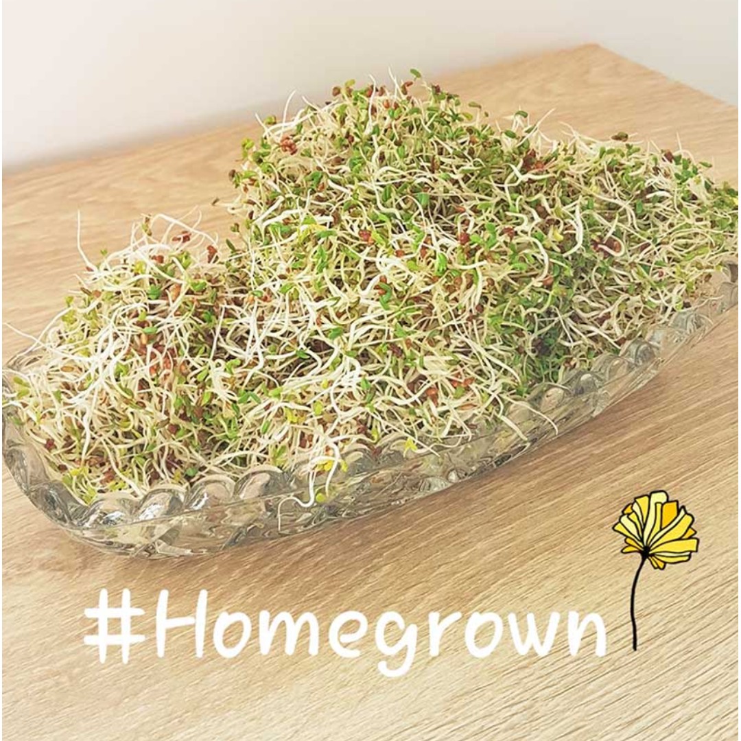 Goodlife - Sprouting Seeds - Alfalfa 100grm, , hi-res
