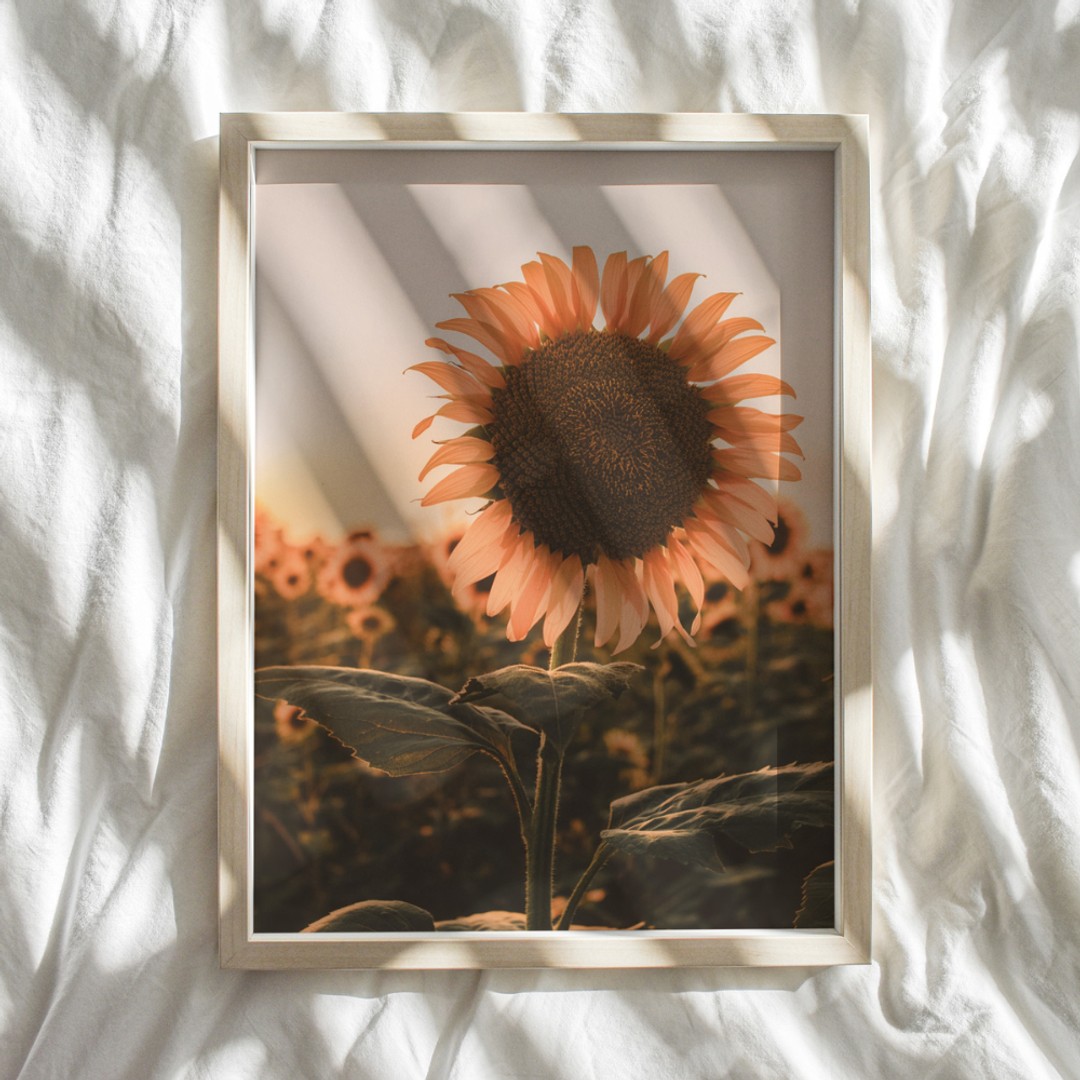 Lapin + Wolf Sunflower Sunset | Photography Art Print